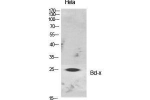 Western Blot (WB) analysis of specific cells using Bcl-x Polyclonal Antibody.