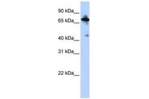 Image no. 1 for anti-Solute Carrier Family 9 (Sodium/hydrogen Exchanger), Member 8 (SLC9A8) (C-Term) antibody (ABIN6740850) (NHE8 anticorps  (C-Term))