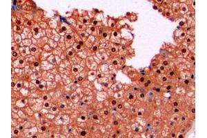 Detection of ARG in Human Liver Tissue using Monoclonal Antibody to Arginase (ARG) (ARG anticorps  (AA 1-322))