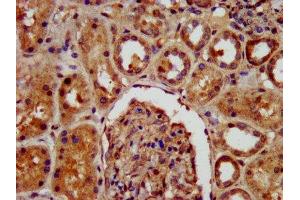 IHC image of ABIN7157624 diluted at 1:400 and staining in paraffin-embedded human kidney tissue performed on a Leica BondTM system. (KIF22 anticorps  (AA 34-169))