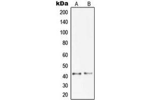 Western blot analysis of Pepsinogen C expression in DU145 (A), A673 (B) whole cell lysates. (PGC anticorps  (Center))