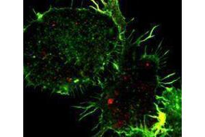 Immunofluorescence (IF) image for anti-Tumor Necrosis Factor alpha (TNF alpha) antibody (ABIN2666024) (TNF alpha anticorps)