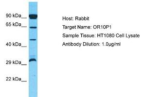 Host: Rabbit Target Name: OR10P1 Sample Type: HT1080 Whole Cell lysates Antibody Dilution: 1. (OR10P1 anticorps  (C-Term))