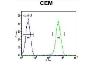 CRCT1 Antibody (N-term) flow cytometric analysis of CEM cells (right histogram) compared to a negative control cell (left histogram). (CRCT1 anticorps  (N-Term))