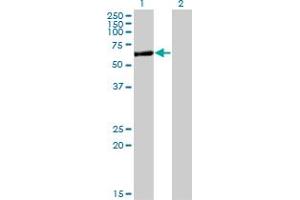 Western Blot analysis of APPBP2 expression in transfected 293T cell line by APPBP2 monoclonal antibody (M09), clone 4C2.