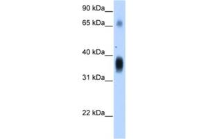 Western Blotting (WB) image for anti-Nephroblastoma Overexpressed (NOV) antibody (ABIN2462722) (NOV anticorps)