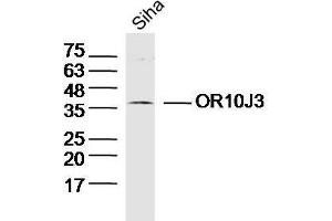 Lane 1: Siha lysates probed with OR10J3 Polyclonal Antibody at 1:300 overnight at 4˚C. (OR10J3 anticorps  (AA 201-300))