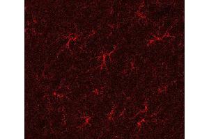 Indirect immunostaining of a PFA fixed rat hippocampus section (dilution 1 : 500). (GLN1 anticorps)