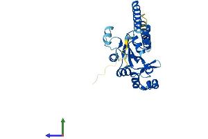 AlphaFold protein structure predicition of Mouse Recombinant Rpl7l1 Protein, UniprotID Q9D8M4