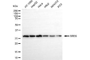 Western blotting analysis using SBDS antibody (ABIN7800330).