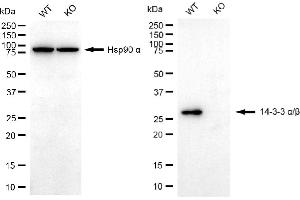Western blotting analysis using 14-3-3 alpha/beta antibody (ABIN7797408). (Recombinant YWHAB anticorps)