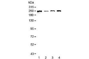 Western blot testing of human 1) MCF7, 2) COLO-320, 3) 22RV1 and 4) SGC-7901 lysate with SCRIB antibody at 0. (SCRIB anticorps)