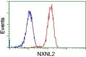 Image no. 4 for anti-Nucleoredoxin-Like 2 (NXNL2) antibody (ABIN1499887) (NXNL2 anticorps)