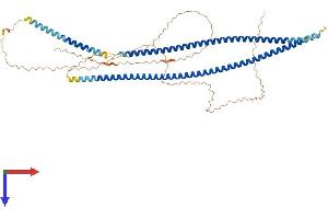 AlphaFold protein structure predicition of Human Recombinant KRT77 Protein, UniprotID Q7Z794