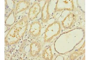 Immunohistochemistry of paraffin-embedded human kidney tissue using ABIN7160762 at dilution of 1:100