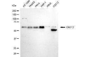 anti-CCR4-NOT Transcription Complex, Subunit 2 (CNOT2) antibody