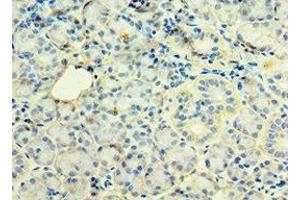 Immunohistochemistry of paraffin-embedded human pancreatic tissue using ABIN7171227 at dilution of 1:100 (Syntaxin 12 anticorps  (AA 1-250))