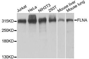 Western blot analysis of extracts of various cell lines, using FLNA antibody. (Filamin A anticorps  (AA 2348-2647))