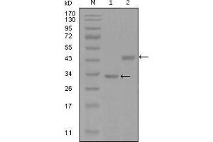 Western blot analysis using SKP2 mouse mAb against truncated Trx-SKP2 recombinant protein (1) and GST-SKP2 (aa1-130) recombinant protein (2). (SKP2 anticorps  (AA 1-130))