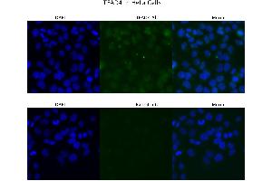Sample Type : HeLa  Primary Antibody Dilution: 4 ug/ml  Secondary Antibody : Anti-rabbit Alexa 546  Secondary Antibody Dilution: 2 ug/ml  Gene Name : TEAD4 (TEAD4 anticorps  (Middle Region))