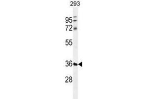 TMCO5B Antibody (C-term) western blot analysis in 293 cell line lysates (35 µg/lane). (TMCO5B anticorps  (C-Term))