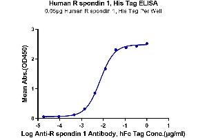 Immobilized Human R spondin 1, His Tag at 0. (RSPO1 Protein (AA 31-263) (His tag))