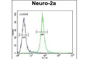 PCDP1 Antibody (C-term) (ABIN654276 and ABIN2844084) flow cytometric analysis of Neuro-2a cells (right histogram) compared to a negative control cell (left histogram). (Primary Ciliary Dyskinesia Protein 1 (PCDP1) (AA 787-816), (C-Term) anticorps)