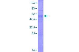 Image no. 1 for Tripartite Motif Containing 34 (TRIM34) (AA 1-243) protein (GST tag) (ABIN1323660)