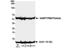 Western Blotting (WB) image for anti-Nicotinamide phosphoribosyltransferase (NAMPT) (AA 400-450) antibody (ABIN7454014) (Recombinant NAMPT anticorps  (AA 400-450))
