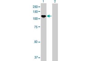 Western Blot analysis of AXL expression in transfected 293T cell line by AXL MaxPab polyclonal antibody.