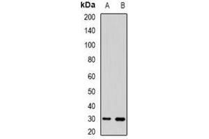 Western blot analysis of UPIb expression in HEK293T (A), mouse skin (B) whole cell lysates. (Uroplakin 1B anticorps)