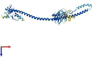 AlphaFold protein structure predicition of Human Recombinant TRIM64 Protein, UniprotID A6NGJ6