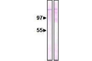 NUP153 antibody  (AA 610-1191)
