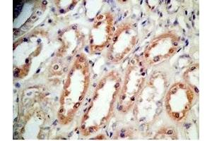 Human kidney tissue was stained by Rabbit Anti-BNP-45 (Mouse) Antibody