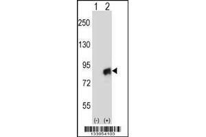 Western blot analysis of CUL4A using rabbit polyclonal CUL4A Antibody using 293 cell lysates (2 ug/lane) either nontransfected (Lane 1) or transiently transfected (Lane 2) with the CUL4A gene.