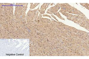 Immunohistochemical analysis of paraffin-embedded rat heart tissue.