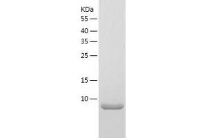 Western Blotting (WB) image for BRICK1, SCAR/WAVE Actin-Nucleating Complex Subunit (BRK1) (AA 1-75) protein (His-IF2DI Tag) (ABIN7122035)