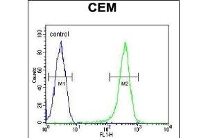 COX10 Antibody (C-term) (ABIN654671 and ABIN2844366) flow cytometric analysis of CEM cells (right histogram) compared to a negative control cell (left histogram). (COX10 anticorps  (C-Term))