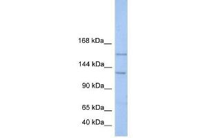 BRPF3 antibody used at 0. (BRPF3 anticorps  (N-Term))