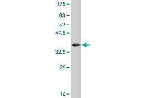 Western Blot detection against Immunogen (36.