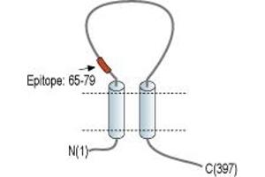 anti-Purinergic Receptor P2x, Ligand-Gated Ion Channel, 3 (P2RX3) (AA 65-79), (Extracellular) antibody (FITC)