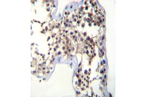 LHB Antibody (C-term) (ABIN392518 and ABIN2842078) immunohistochemistry analysis in formalin fixed and paraffin embedded human testis tissue followed by peroxidase conjugation of the secondary antibody and DAB staining. (LHB anticorps  (C-Term))