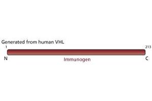 Image no. 3 for anti-Von Hippel-Lindau Tumor Suppressor, E3 Ubiquitin Protein Ligase (VHL) (AA 1-213) antibody (ABIN967508)
