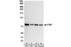 Western Blotting (WB) image for anti-Fragile X Mental Retardation, Autosomal Homolog 1 (FXR1) (AA 571-621) antibody (ABIN7450262) (FXR1 anticorps  (AA 571-621))