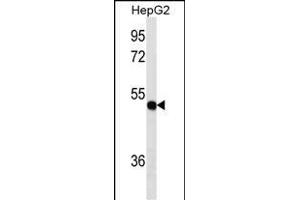 TXNDC5 Antibody (Center) (ABIN1537811 and ABIN2849809) western blot analysis in HepG2 cell line lysates (35 μg/lane). (TXNDC5 anticorps  (AA 128-155))