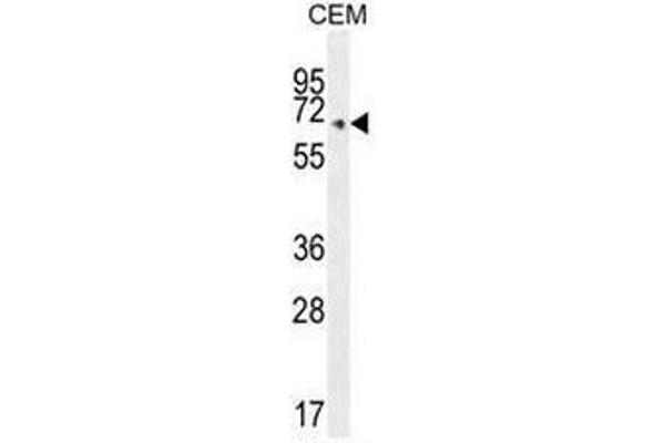 COX10 anticorps  (C-Term)