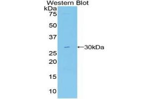 Western blot analysis of the recombinant protein. (MIB2 anticorps  (AA 687-930))