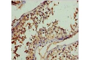 Immunohistochemistry of paraffin-embedded human testis tissue using ABIN7151117 at dilution of 1:100 (RFFL anticorps  (AA 1-190))