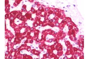 Anti-HMGCS2 antibody IHC staining of human liver. (HMGCS2 anticorps  (AA 478-508))