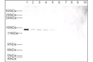 Western blot using  affinity purified anti-HAUSP antibody shows detection of HAUSP in various cell lysates at 130 kDa (lane 1 - HeLa nuclear extract, lane 2 - HeLa, Lane 3 - A431, Lane 4 - MCF7, Lane 5 - 3T3). (USP7 anticorps)